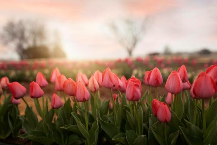 Tulip Field