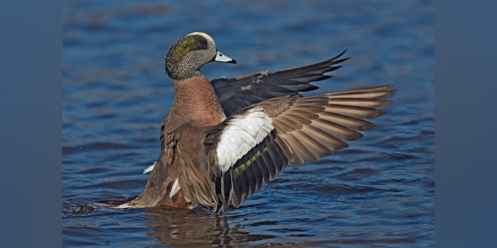 Wild-American-Wigeon