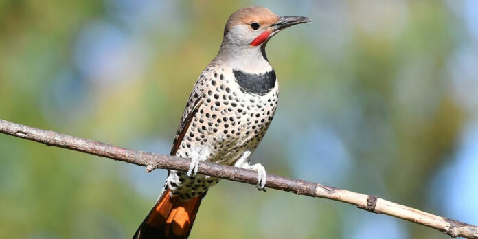 Yellowhammer-Northern-Flicker-Yellow-Shafted-Flicker