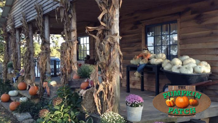 Pumpkin Patch
