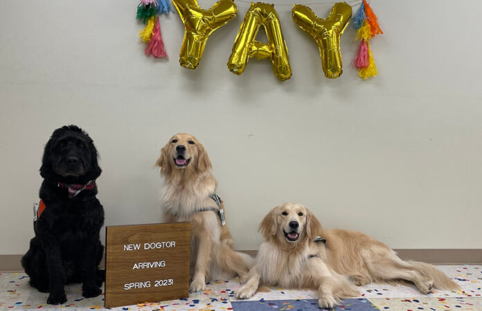 Asteroid, Orbit and Shaggy