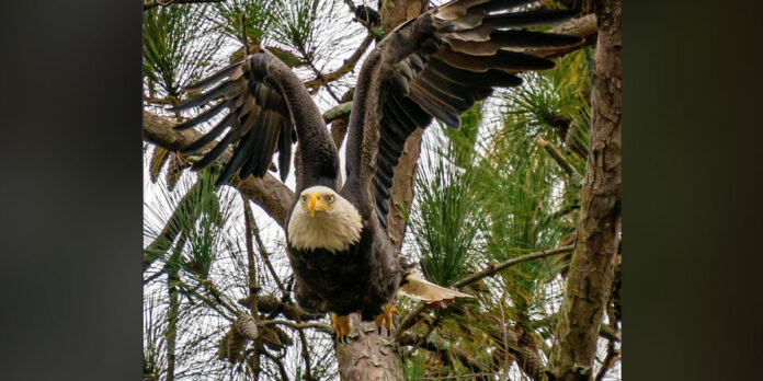 Bald-Eagle-Awareness-Lagoon-State-Park
