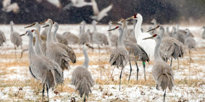 SandhillCranes_WhoopingCrane_winter_GeorgeLee
