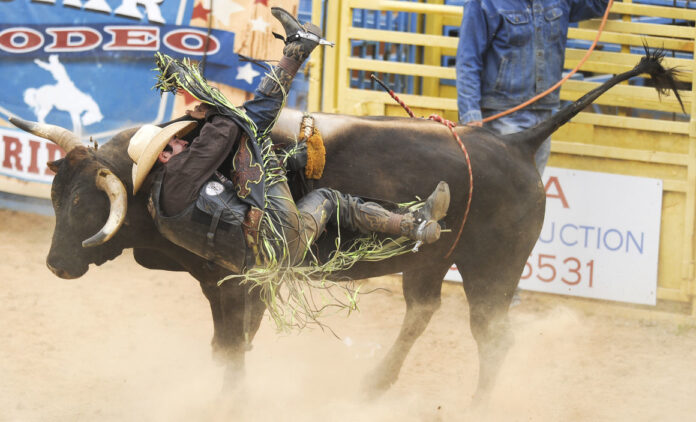 Rodeo electronic bullriders need not apply