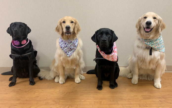 Vivian, Asteroid, Apple and Orbit