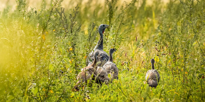 National-Wild-Turkey-Federation