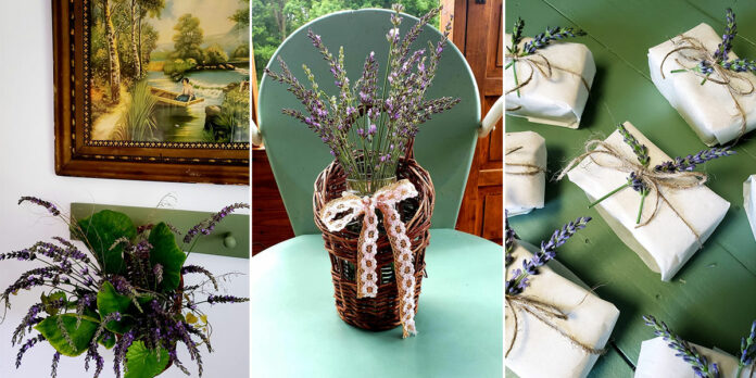 Plow-and-Field-Lavender-Farm