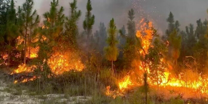 Forest-Fire-Warning-2