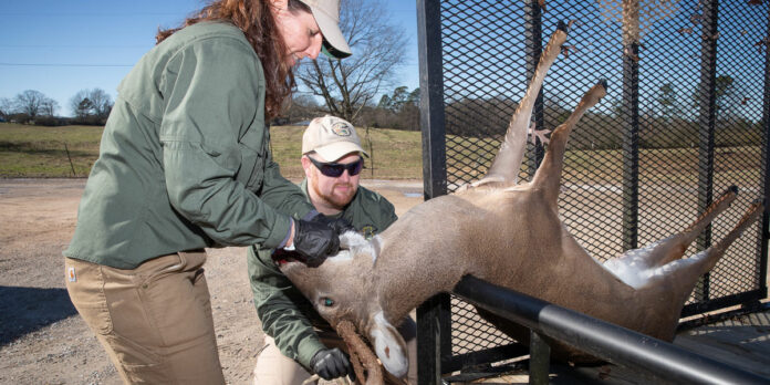CWD-Biological-Sampling-Hackleburg-Billy-Pope-31